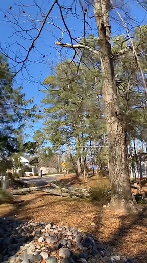 16K views · 122 reactions | Climber cutting the lid of a large tree | Machine Equipment | Facebook