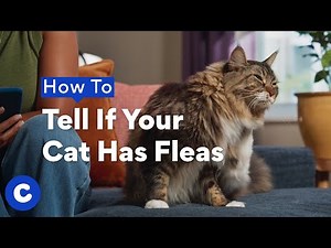 How To Tell If Your Cat Has Fleas | Chewtorials