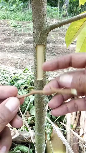 Durian Grafting Cut (Side Graft Technique Explained!) #graftingtips #graftingtutorial
