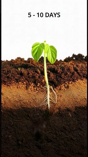 Tomato Growth Explained in 51 Seconds