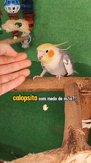Dicas para Amansar Calopsitas com Conforto e Familiaridade
