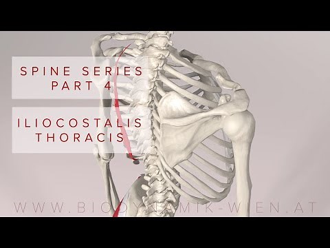 Spine Series Part 4, Torso: Iliocostalis Thoracis (3D Animation)