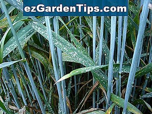 Krankheiten eines Orangenbaums 🌱 Tipps Gärtner - De.ezGardenTips.com