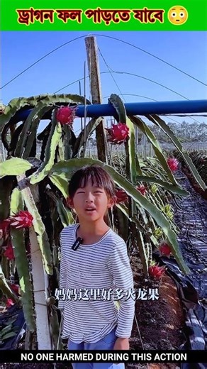 They will go to pick dragon fruit 😳