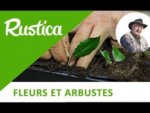 How to propagate elaeagnus