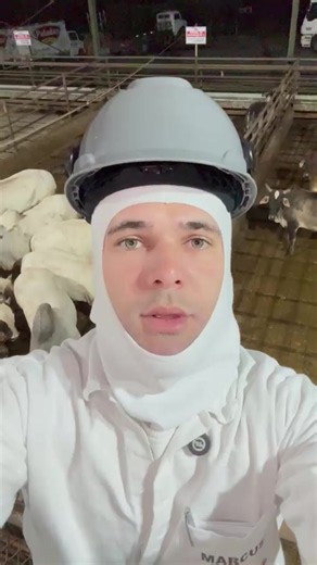 Manejo Pré-Abate e Dieta Hídrica: Rotina do Frigorífico