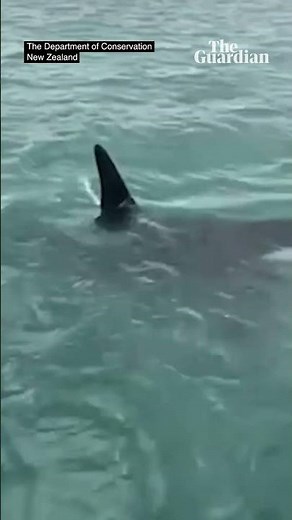 New Zealand man attempts to 'body slam' an orca