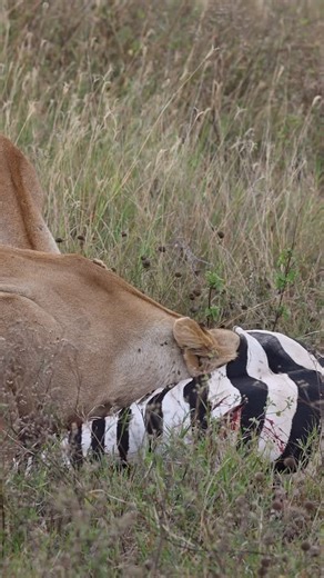 INSPIRE TANZANIA SAFARIS 🇹🇿 on Instagram: "Lions often begin feeding on internal organs because they are softer and extremely rich in nutrients, providing quick energy after the intense effort of a hunt. This feeding order is efficient and instinctive, allowing them to regain strength quickly before moving on to tougher muscle. BOOK WITH US AMAZING 12 DAYS FAMILY WILDLIFE SAFARI Treat your family to the ultimate Tanzania safari and beach escape! This adventure takes you through four of norther
