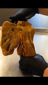 38K views · 1.2K reactions | The Rotator Cuff is comprised of FOUR muscles - check it out... 類 Be sure to follow Institute of Human Anatomy for all the #anatomicalawesomeness易 | Institute of Human Anatomy | Facebook