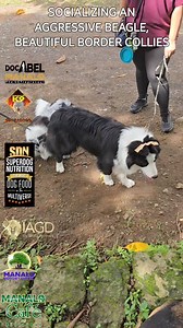 SOCIALIZING AN AGGRESSIVE BEAGLE WITH BEAUTIFUL BORDER COLLIES Doc Abel Manalo #DocAbelManaloOfficial #TheVETrepreneur Manalo K9 Technologies International Corporation Manalo Group of Companies Manalo Resort Hotel Manalo Cafe & Manalo Unli Samgyupsal SDN - Superdog Nutrition IAGD - The International Animal Genetics Database Superdog Soap & Shampoo #vet #veterinarian #dogs #pets #petcare #dogcare #SDN #dogfood #bestdogfood #dogtraining #IAGD #Superdog #ManaloK9 #ManaloResortHotel #ManaloCafe #Man