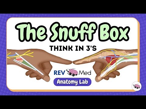 The Snuff Box — Think in 3’s | High-Yield Anatomy Made Simple
