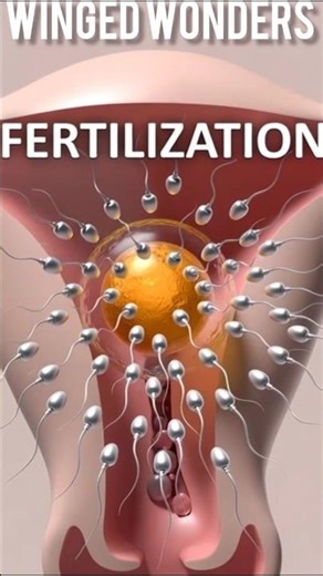 Fertilization: A Miracle Under the Microscope
