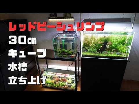 【レッドビーシュリンプ水槽】外掛け式フィルターとアマゾニアソイル薄敷きで繫殖に挑戦。 #35
