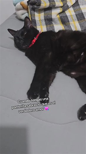 Understanding the Love for Mini Black Panthers