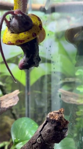 ‘Mystique the stunning Green Tree python having her second hopper mouse she eats like a horse!