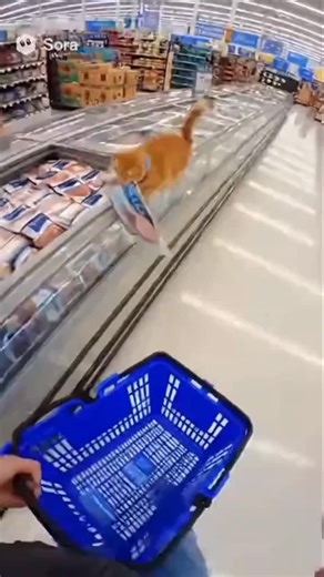 Whisperedrules on Instagram: "Cat Stealing at Walmart . . . #cat #sora2 #aiart #funnycat #catsofinstagram #trending #explorepage #foryou"