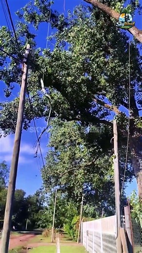 Expert Cuts Tree Piece from the Top 🌲 | Perfect Control, Safe Fall
