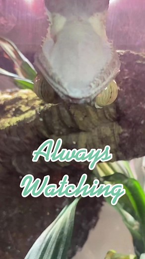 Uroplatus Fimbriatus: The Giant Leaf Tailed Gecko