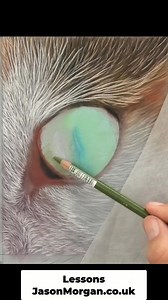 24K views · 684 reactions | #pastelpainting | Jason Morgan Wildlife Art | Facebook