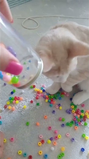 Cat ASMR 🐱✨ Colorful Beads & Satisfying Sounds! 🌈