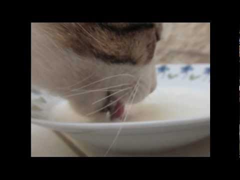 How cats lap - Cat drinking milk in super slow motion - 120fps - 1000fps