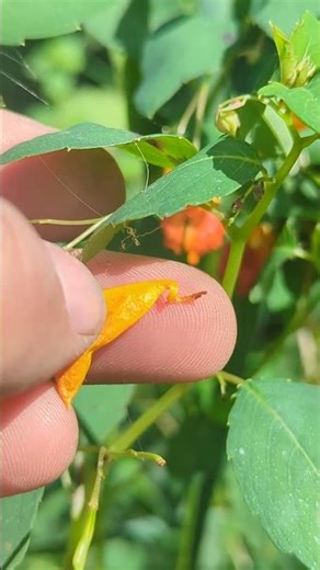 Jewelweed | Beautiful Orange Flower w/ Exploding Seed Pod