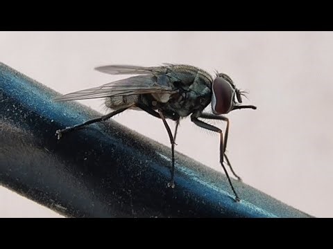 Not your Ordinary House Fly (Blood sucker)