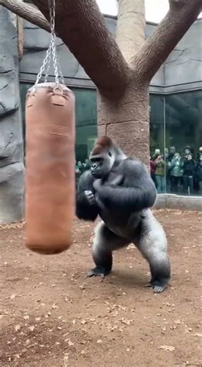 Silverback Gorilla Goes FULL POWER 🦍🔥
