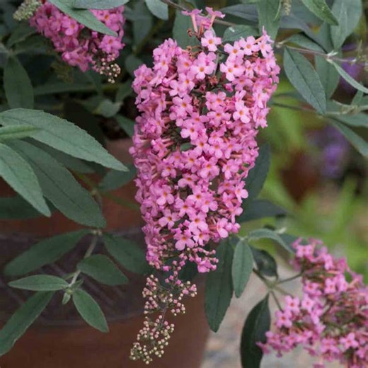 Thompson Morgan Buddleja Davidii Pink Cascade 9Cm Potted Plant X 3