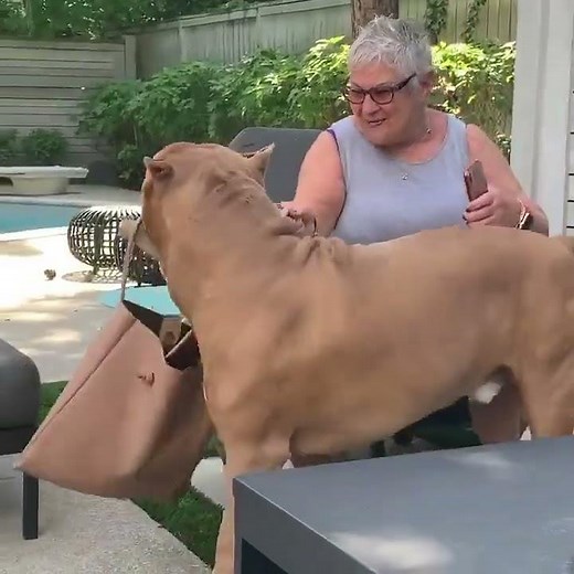 Big Dog Holds Onto Woman's Purse And Doesn't Let It Go - 1150575