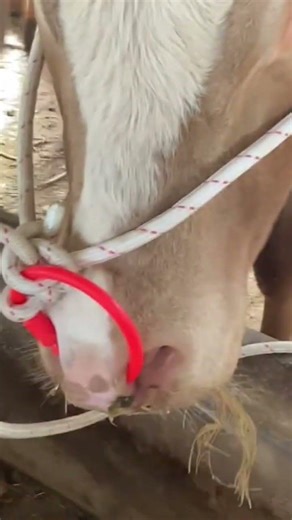 Cattle Nose Ring Installation Tool | Fast & Easy Nose Ring Setup