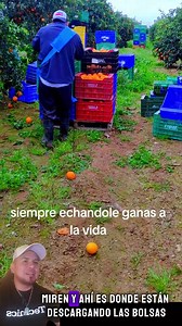 MIREN ASI SE TRABAJA EN LA COSECHA DE NARANJA EN ESPAÑA ES UN TRABAJO MUY DURO 😱😱🙏 | Vida del campo real