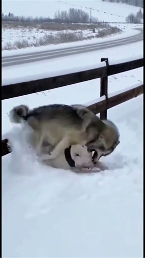 Epic Battle! Bullmastiff vs Wolf – Brutal Fight Caught on Camera#shorts