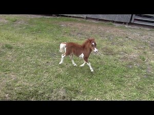 Miniature horse for sale - Dent Lucky Loraleah - 2017 filly foal