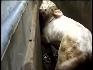 4K views · 212 reactions | They know what's happening, they know they're about to die. They can smell the blood in the air and hear the cries from their friends sent before them. They know they're about to die and they're terrified. There is no humane way to kill someone who does not want to die. Go vegan - https://veganuary.com/us/ | Toronto Cow Save | Facebook