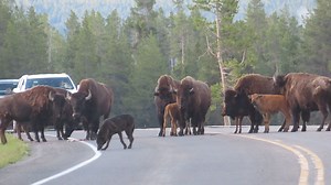 A tour with Yellowstone Hiking Guides provides lifetime memories and world-class wildlife sightings. This scene was captured on the Lower Loop Active Van Tour. Hiking tours and kayak tours complete our offerings. We cannot wait to serve you and your group. https://www.yellowstonehikingguides.com/van-tours #yellowstone #yellowstonenationalpark #yellowstonetours #ynp #FindYourPark #westyellowstone #WestYellowstoneMontana #jacksonhole #jacksonholewyoming #codywyoming #gardinermontana #VisitGardiner