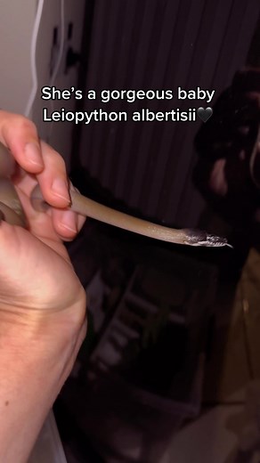 My dream snake🫶🏻🖤#python #snake #reptiles #serpente #rettili #perte #fypシ #xyzbca