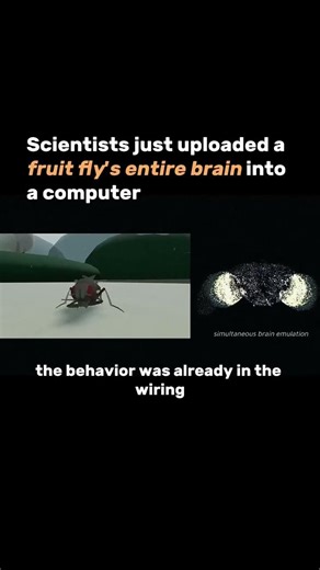 Scientists at Eon Systems just uploaded a fruit fly's entire brain into a computer - 125,000 neurons