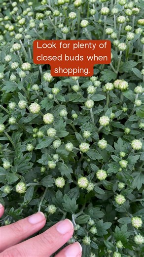 For the best display of Mums in the neighborhood, this is what to do. | Rural Sprout