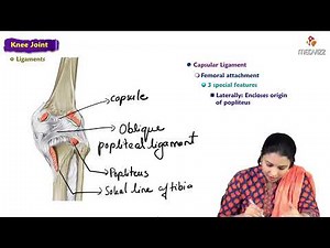 16. Knee Joint : Anatomy : MBBS Lecture