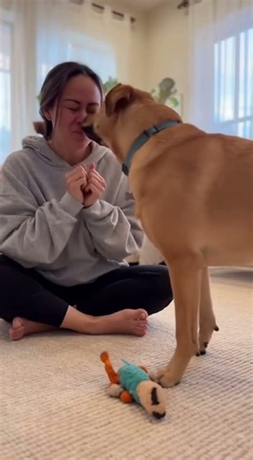 Dog Comforts His Crying Owner 😢🐶 #dogshorts #petvideos #cuteanimals