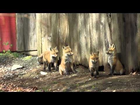 Four fox kits playing in yard.