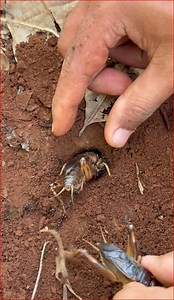 1.4M views · 4.9K reactions | Brave man finding and catching crickets for food in forest | NaturalLife IQ | Facebook