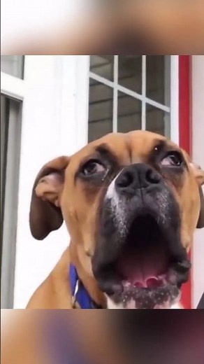 This Dog Might Be BROKEN. Please WATCH and See Why #dog #animals #viral