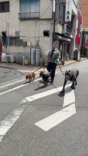 超希少超大型犬を撮ってみた｜日本で見ない珍しい犬種紹介