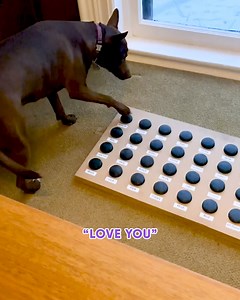 As a speech pathologist, Stella’s language patterns are endlessly fascinating for me. While I was on my computer, Stella said, “Love you come come come” which has always been her way of telling us that she wants to be scratched. When I came down to Stella, just as I expected, she gestured for me to give her scratches. About a month ago, I added a “scratch” button for Stella since she was already using both gestures and words to communicate about wanting scratches so frequently. But what I found 