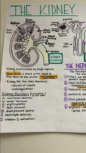 Kidney and function PHYSIOLOGY and anatomy medical 2.0