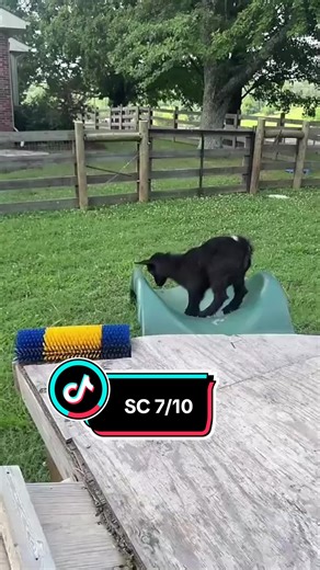 Mini Goats Adventures with Katie Van Slyke