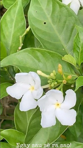 Ngày sau sẽ ra sao- Ca sĩ Hoàng Oanh, Trung Chỉnh