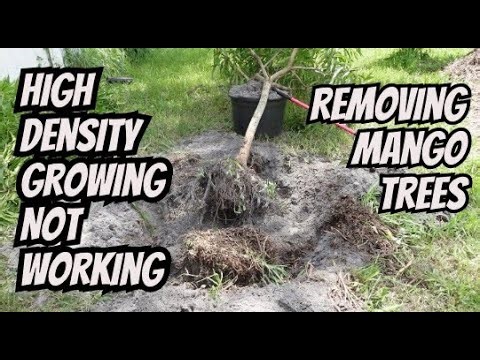 High Density Fruit Tree Growing Not Working. Taking Out Mango Trees
